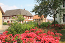 Blühendes Rosenbeet in Geldersheim.